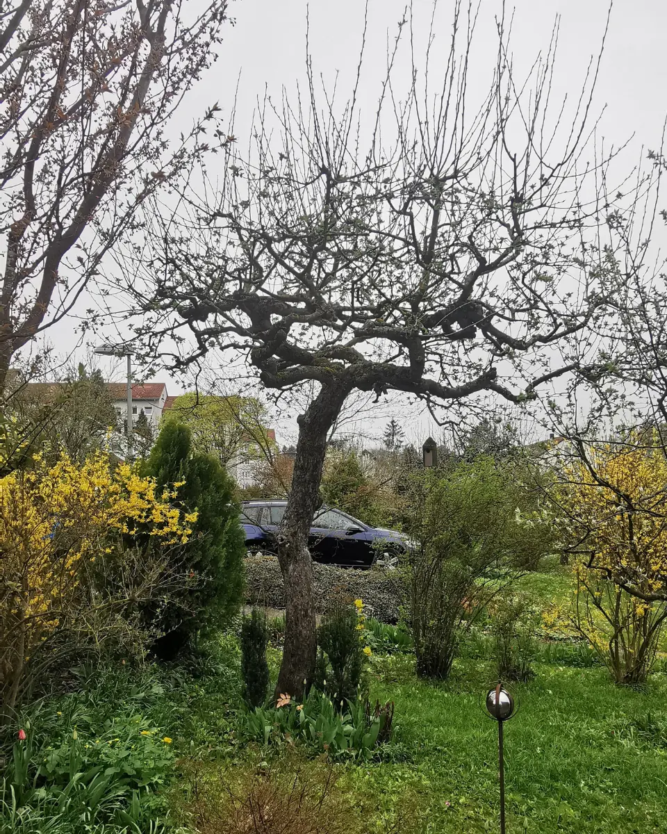 Vorher: Problembaum vor der Fällung durch Baumpflege Schlupek in Ulm
