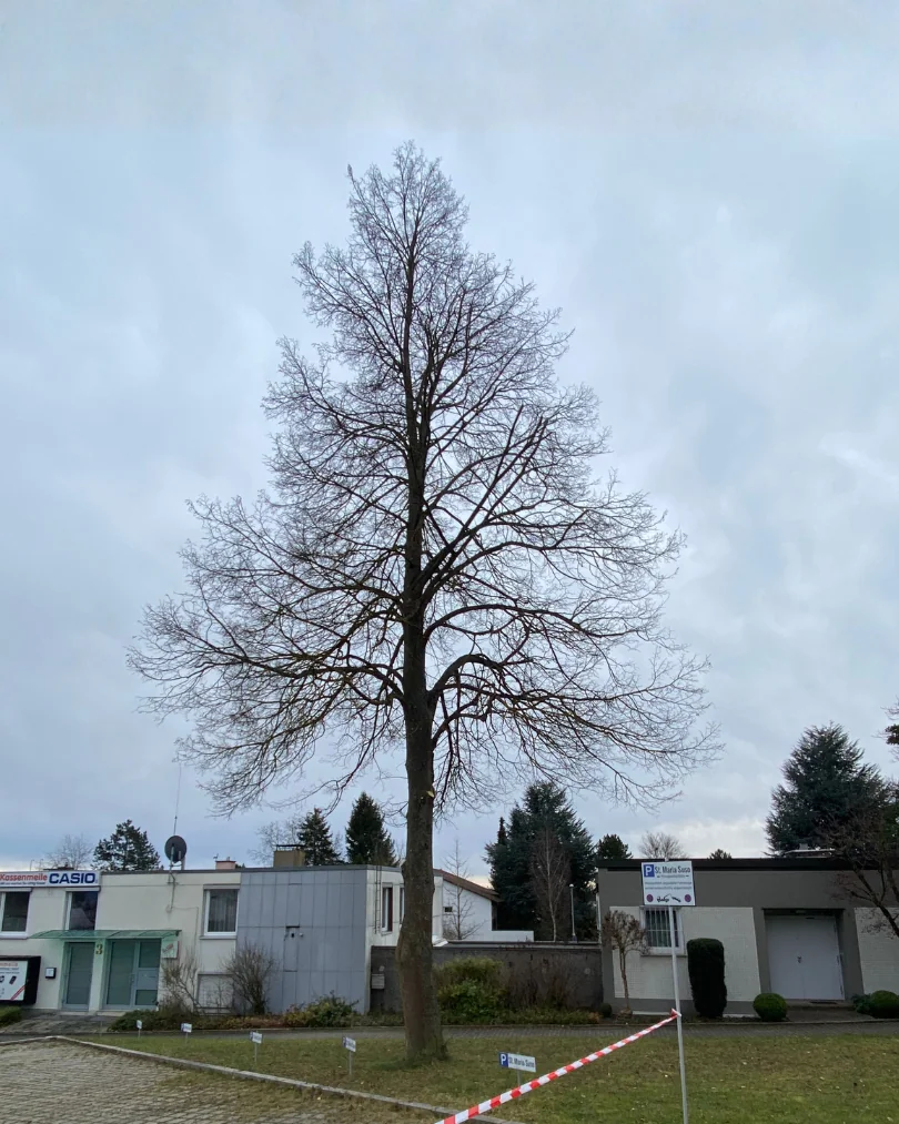 Nachher: Baum nach fachgerechter Baumpflege in Ulm