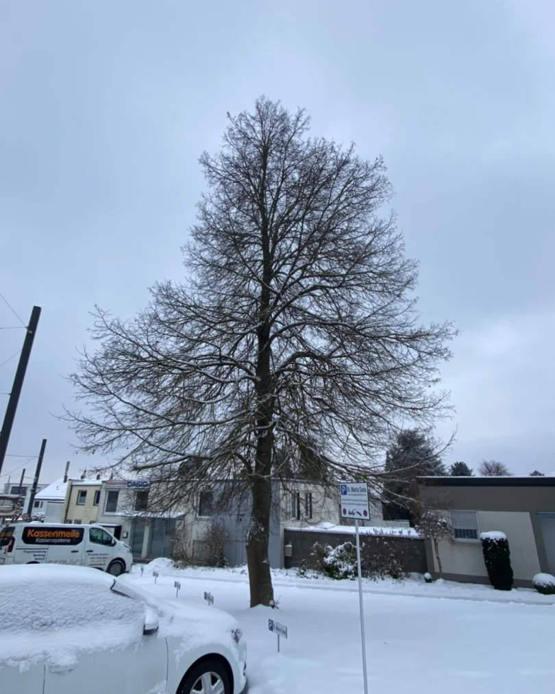 Vorher: Ungepflegter Baum vor der Baumpflege durch Baumpflege Schlupek in Ulm