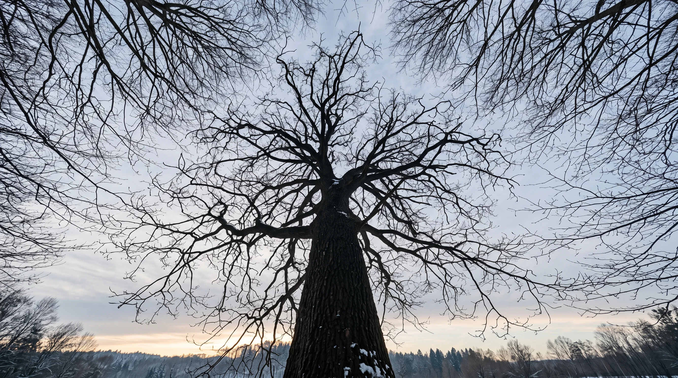 Baumfällung Neu-Ulm: Blick durch eine kahle Winterbaumkrone in den Himmel über dem Donautal