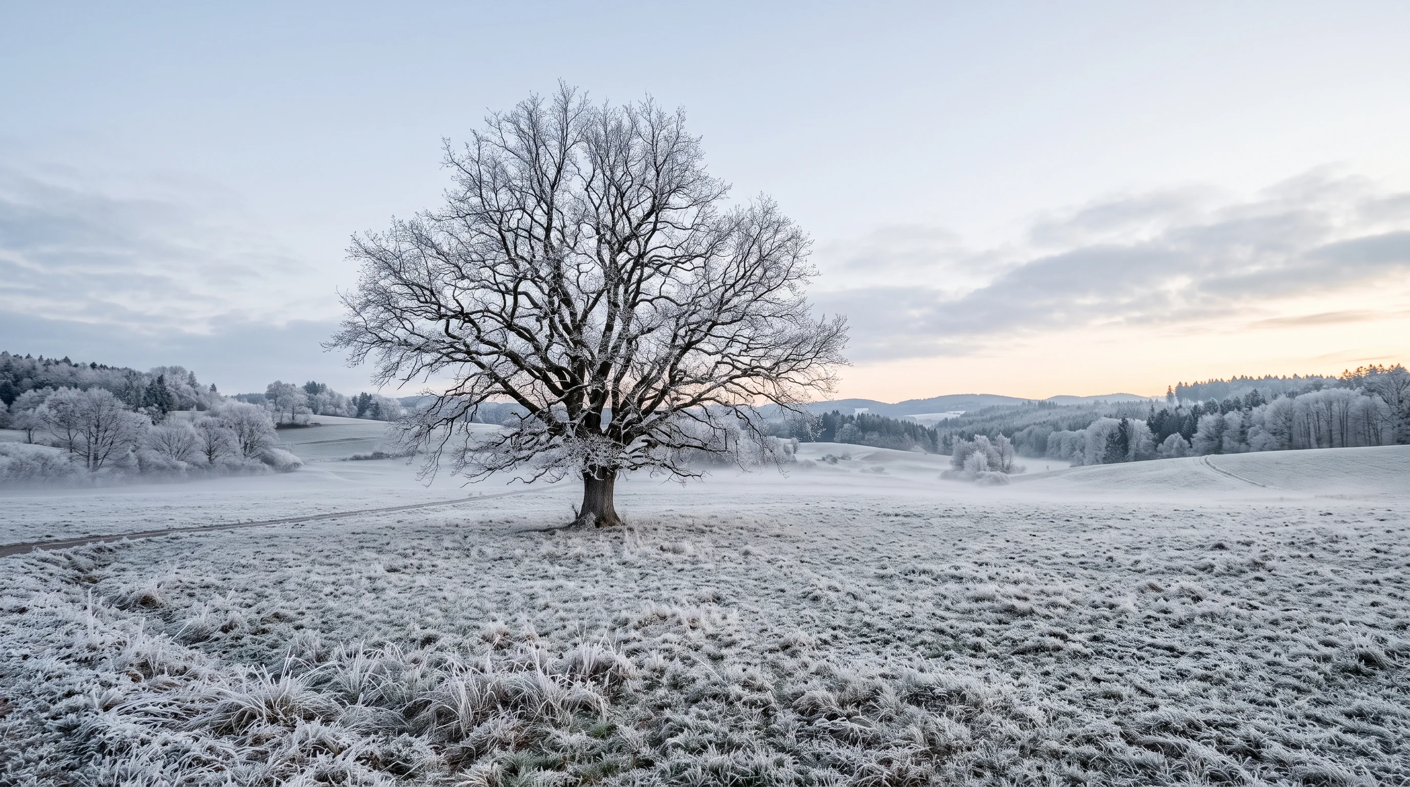 Eiche schneiden im Winter: kahle Eichenkrone mit klaren Astverzweigungen vor Raureif-Landschaft