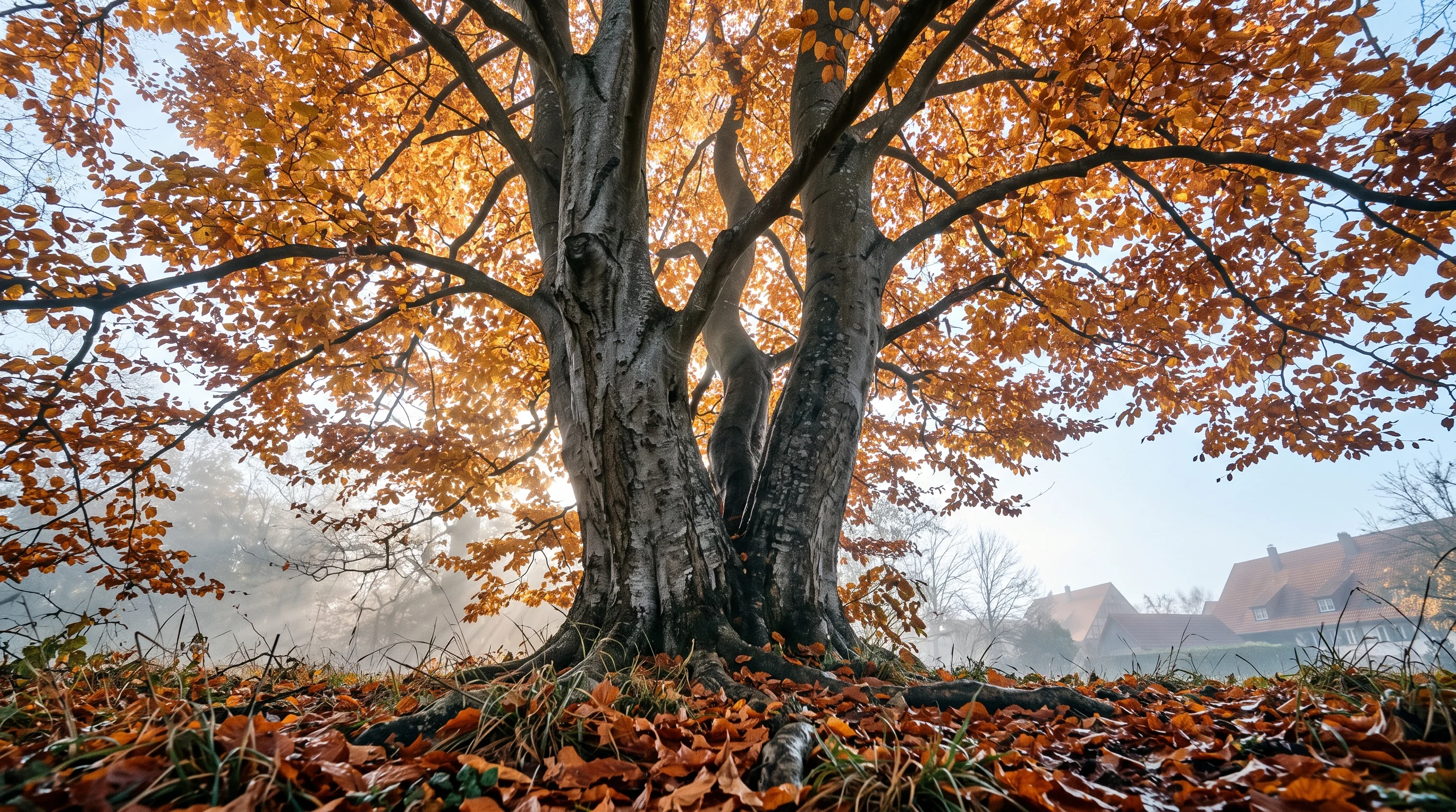 Hainbuche schneiden: ausgewachsene Hainbuche als Solitärbaum mit breiter Krone im Herbstlaub