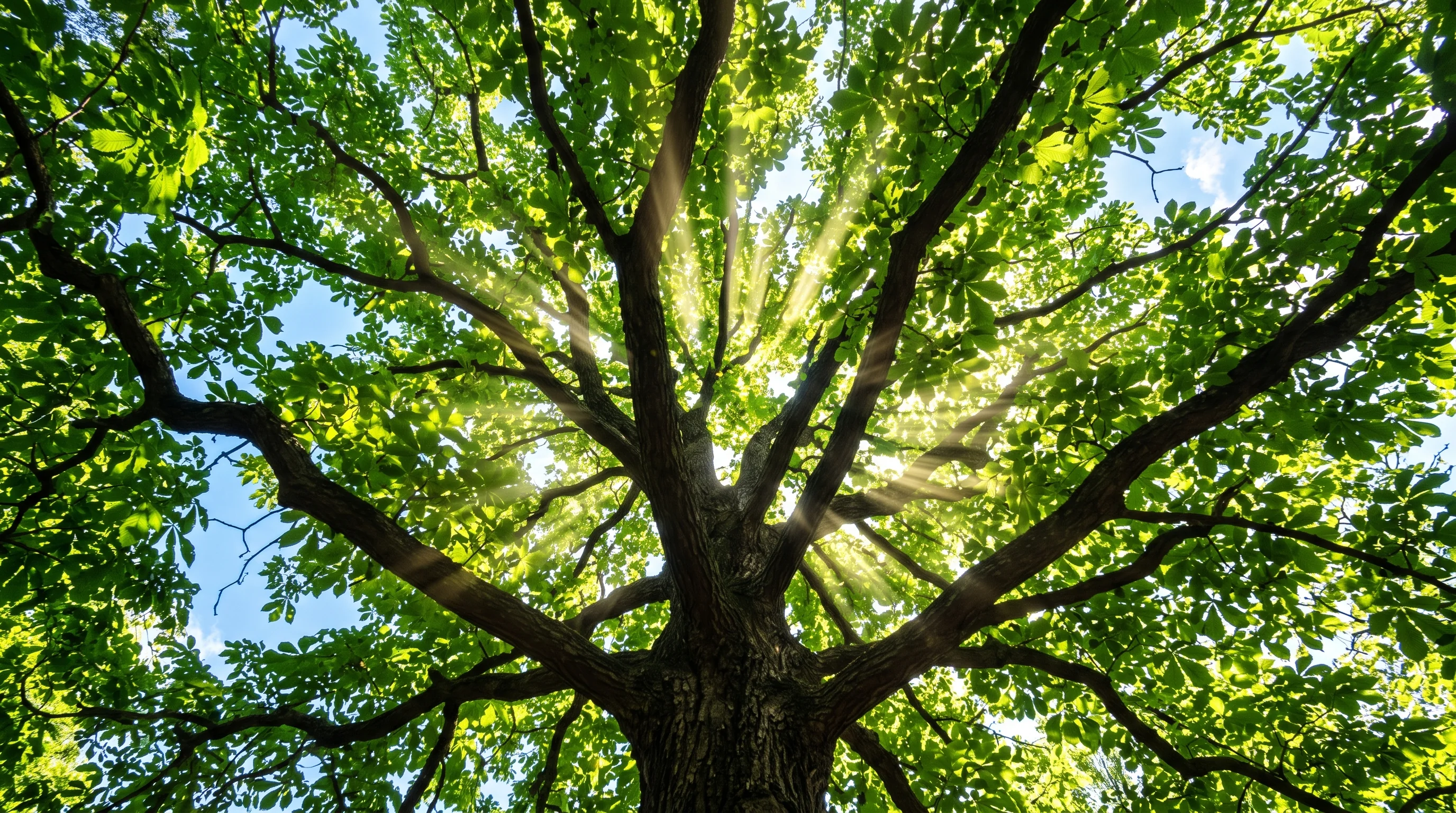 Gepflegte Rosskastanie mit vitaler Krone in einer süddeutschen Gartenlandschaft