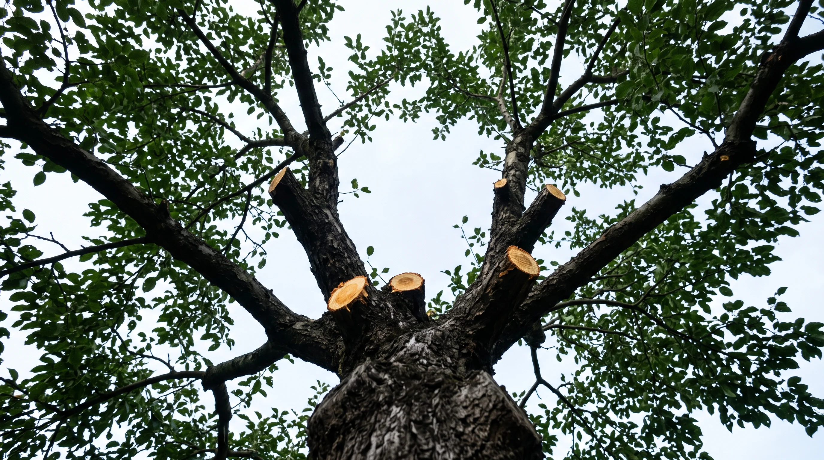 Pfirsichbaum schneiden: Blick von unten in die offene Hohlkrone mit frischen Schnittstellen