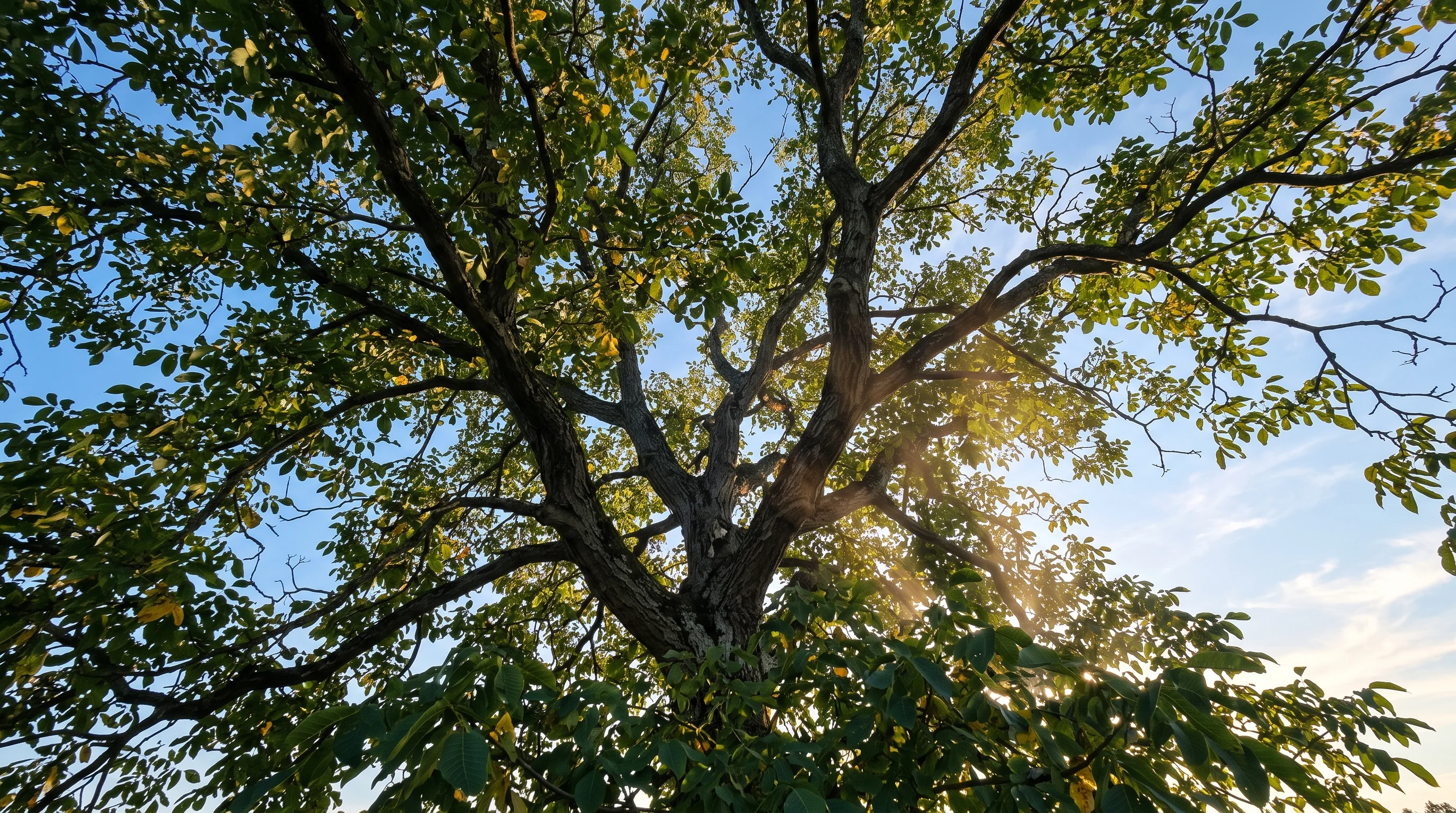 Walnussbaum schneiden: Krone eines alten Walnussbaums von unten im Spätsommerlicht